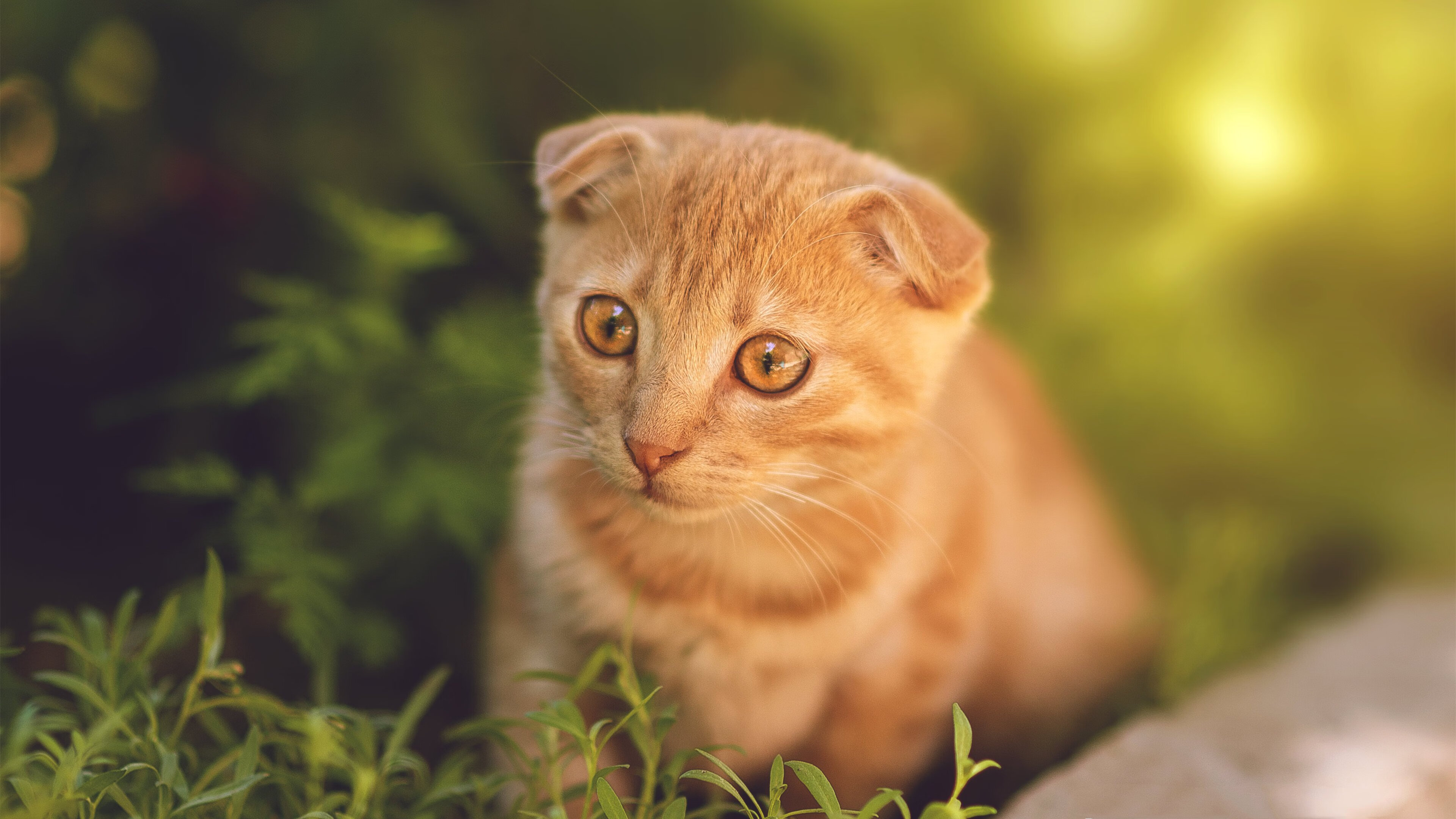 乐鱼体育平台登录-印度男篮在亚洲锦标赛中崭露头角，表现令人期待