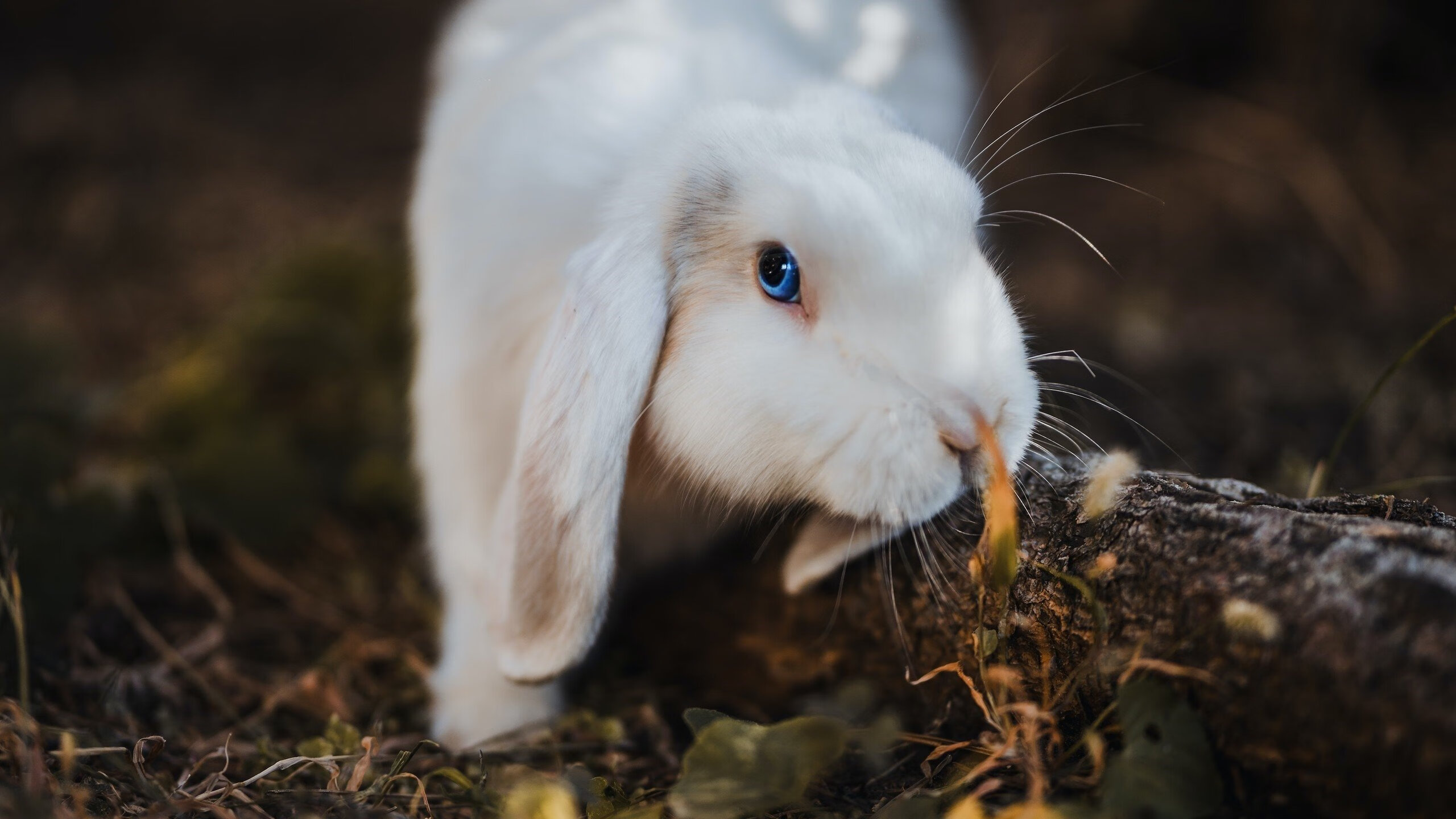意甲进攻狂潮:它来了!精彩瞬间挡不住!,意甲 sina