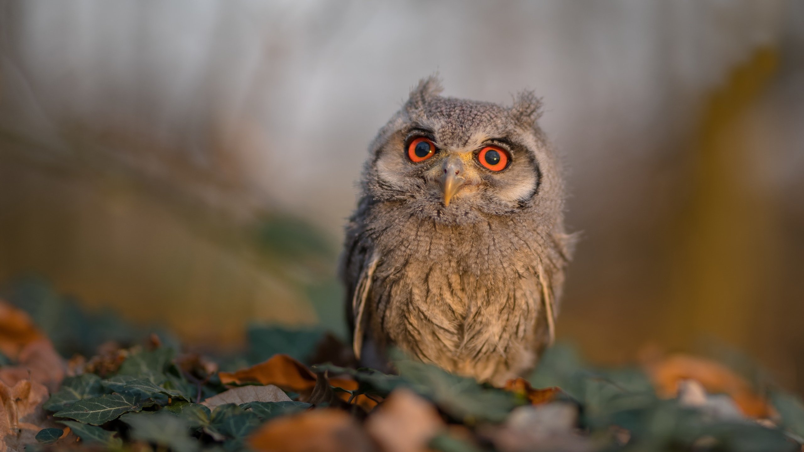 拉文快攻连线展现公牛速度优势,拉文在公牛还有几年就续约了